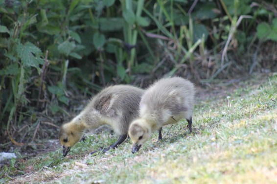 Two Goslings